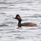 Schwarzhalstaucher (Podiceps nigricollis)