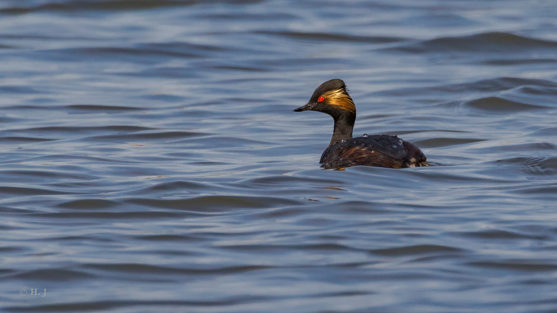 Schwarzhalstaucher (Podiceps nigricollis)