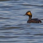 Schwarzhalstaucher (Podiceps nigricollis)