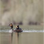 schwarzhalstaucher (podiceps nigricollis