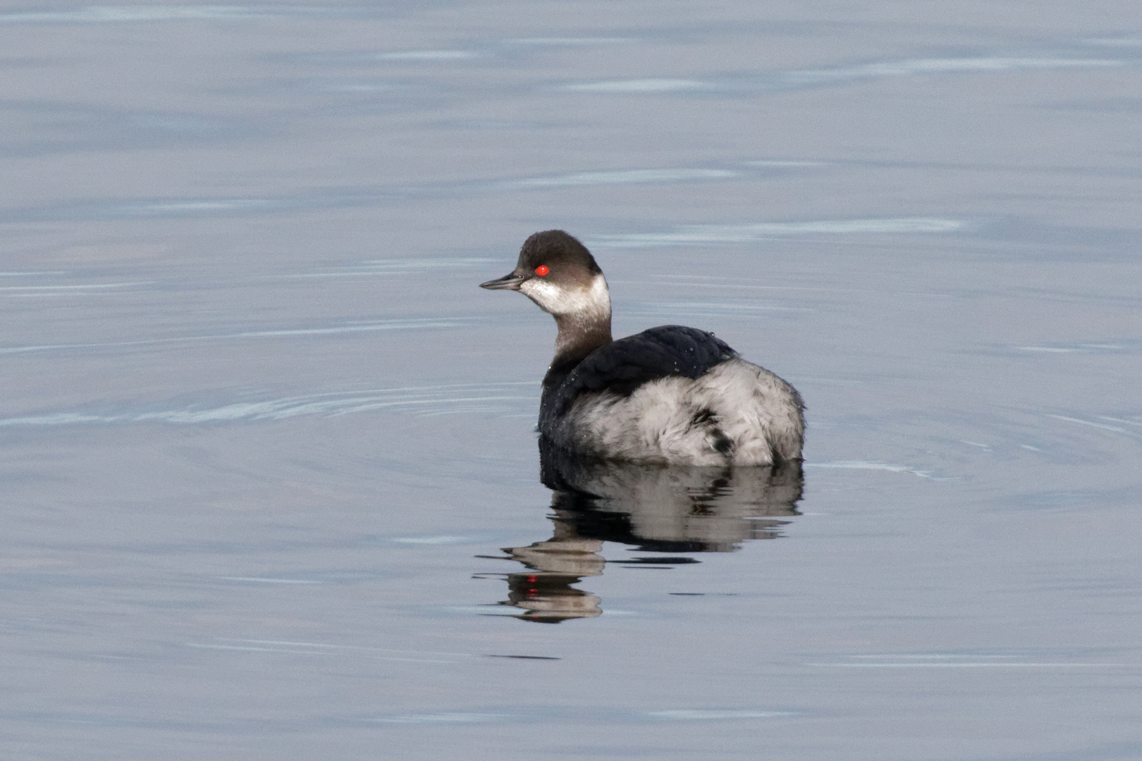 Schwarzhalstaucher (Podiceps nigricollis)