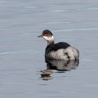 Schwarzhalstaucher (Podiceps nigricollis)