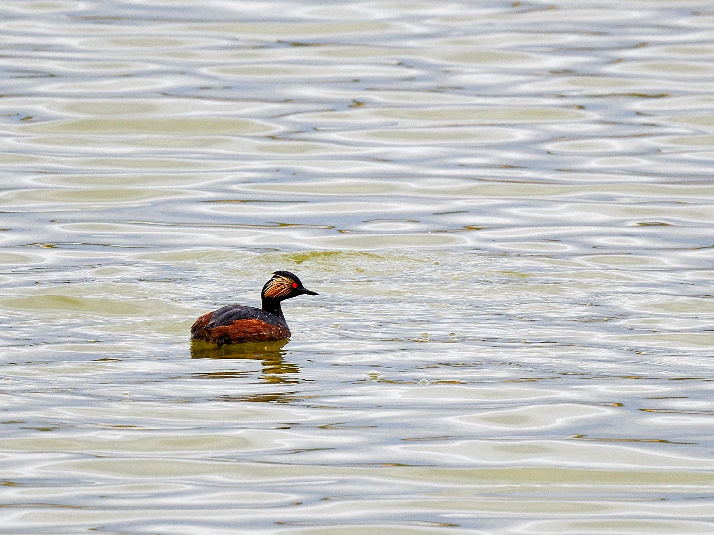 Schwarzhalstaucher (Podiceps nigricollis) Black-necked grebe, Zampullín cuellinegro