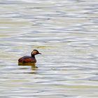 Schwarzhalstaucher (Podiceps nigricollis) Black-necked grebe, Zampullín cuellinegro