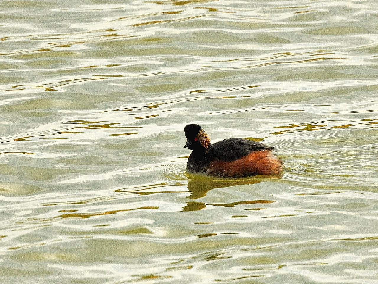 Schwarzhalstaucher (Podiceps nigricollis), Black-necked grebe, Zampullín cuellinegro