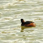 Schwarzhalstaucher (Podiceps nigricollis), Black-necked grebe, Zampullín cuellinegro