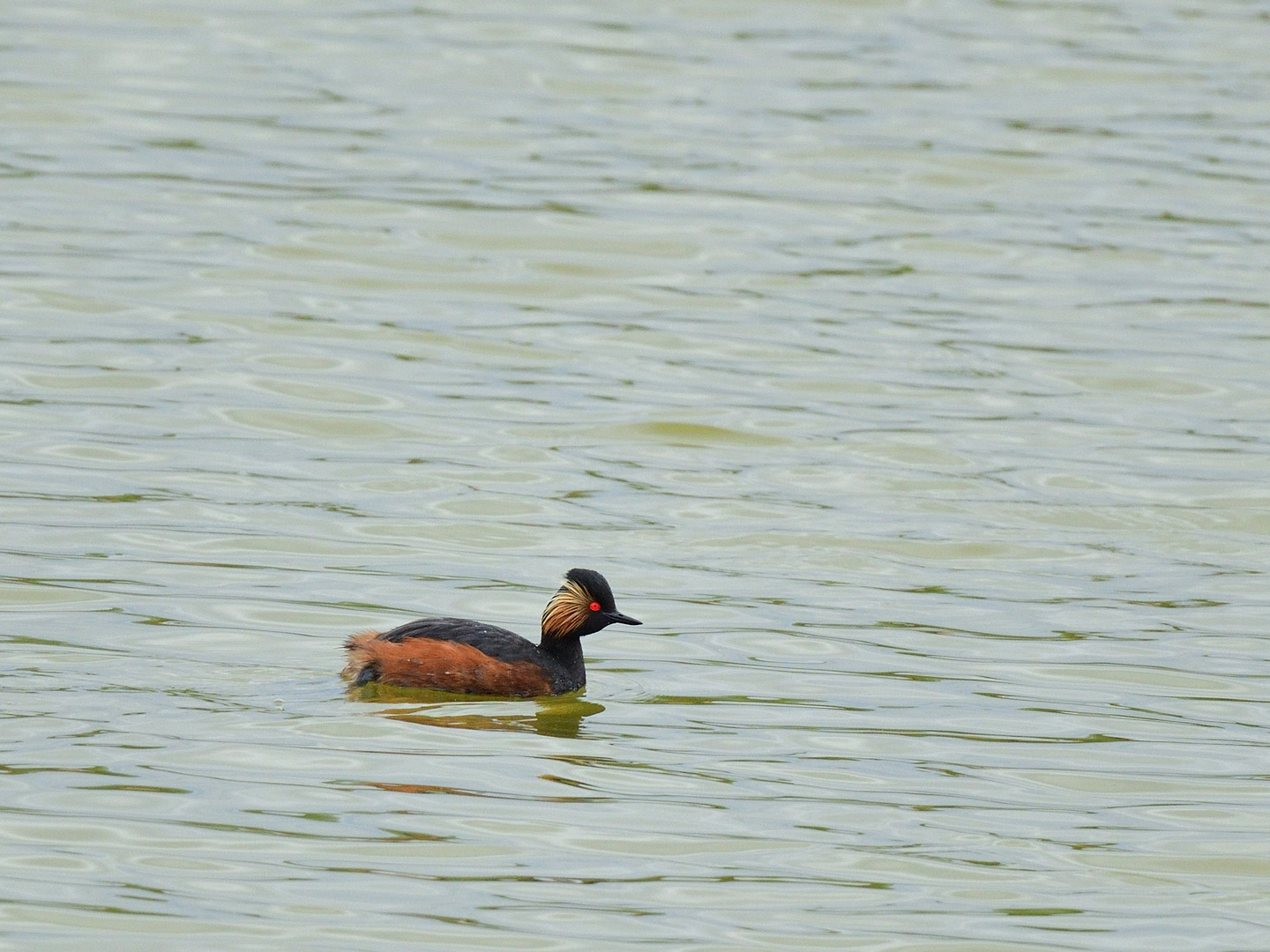 Schwarzhalstaucher (Podiceps nigricollis), Black-necked grebe, Zampullín cuellinegro