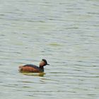 Schwarzhalstaucher (Podiceps nigricollis), Black-necked grebe, Zampullín cuellinegro