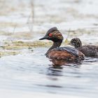 Schwarzhalstaucher (Podiceps nigricollis) 