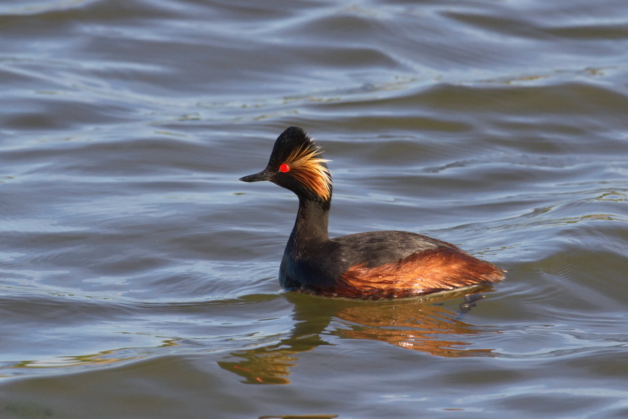 Schwarzhalstaucher ( Podiceps nigricollis )