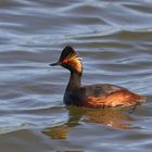 Schwarzhalstaucher ( Podiceps nigricollis )