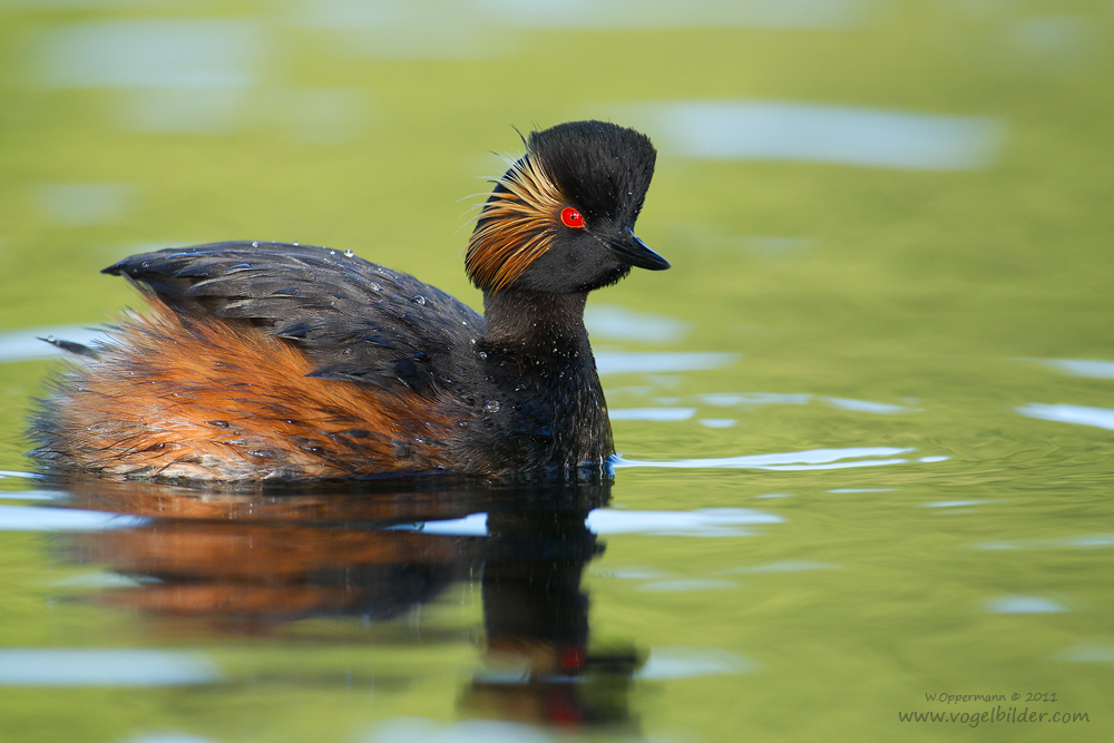 Schwarzhalstaucher (Podiceps nigricollis)