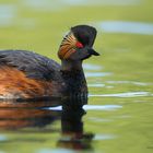 Schwarzhalstaucher (Podiceps nigricollis)