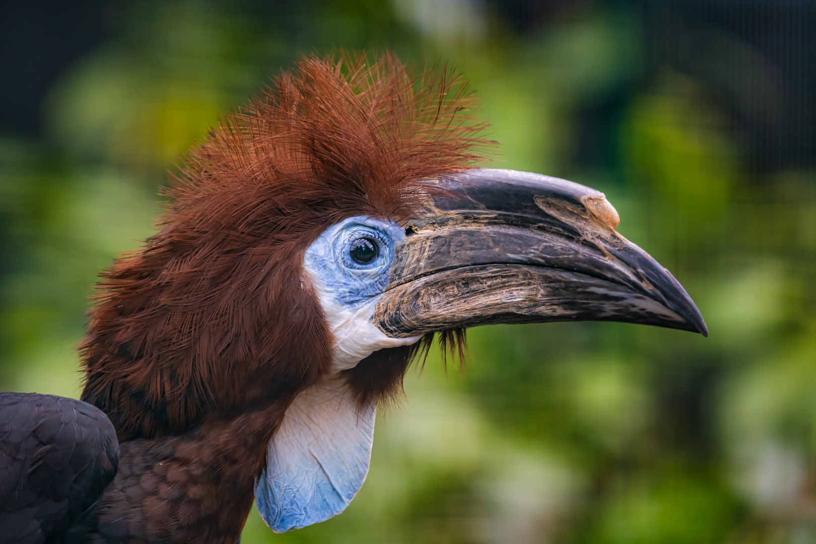 Schwarzhelm-Hornvogel 