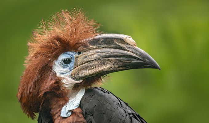  Schwarzhelm-Hornvogel 