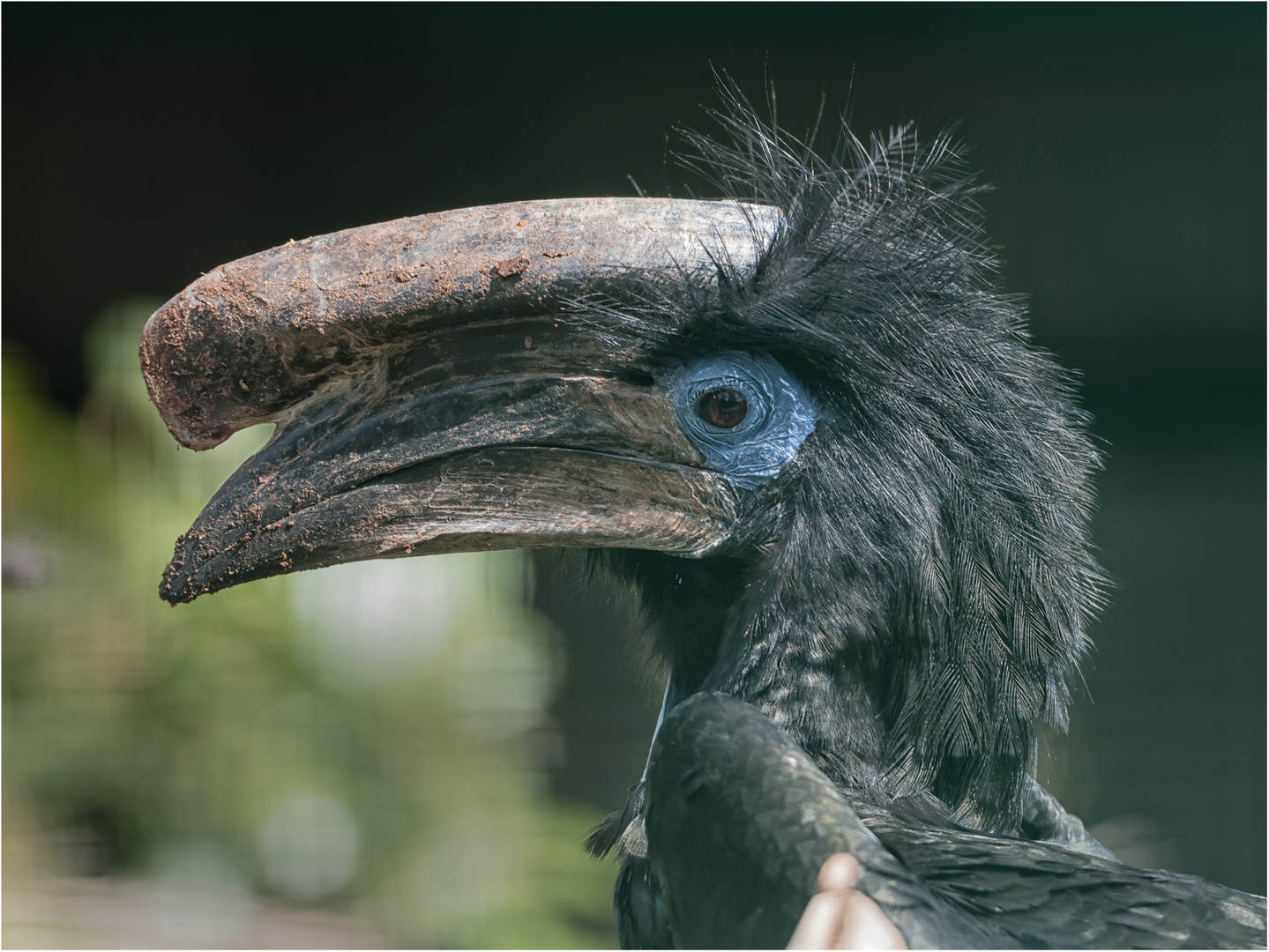 Schwarzhelm-Hornvogel