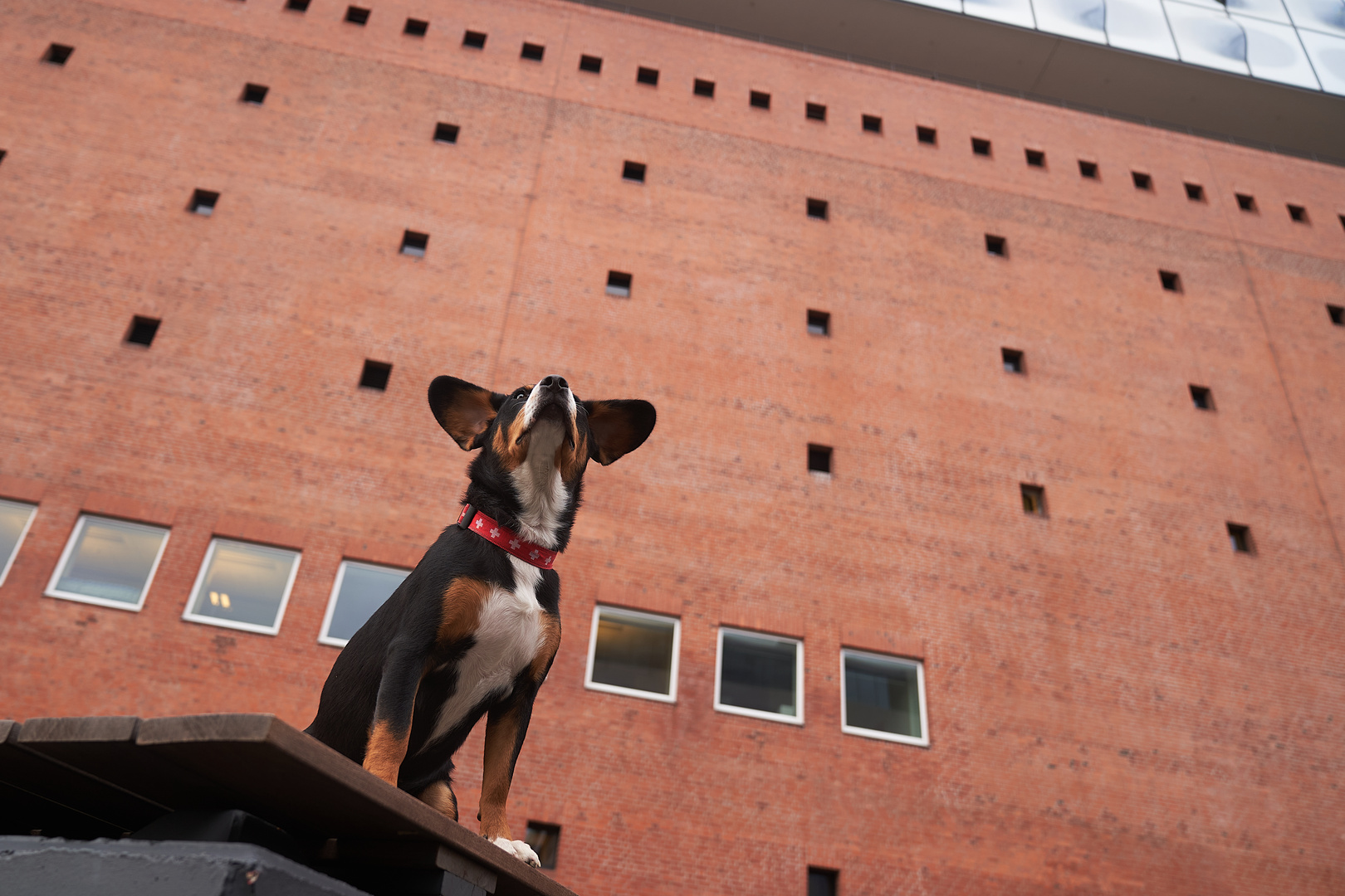 Schwarzhörer vor der Elbphilharmonie?