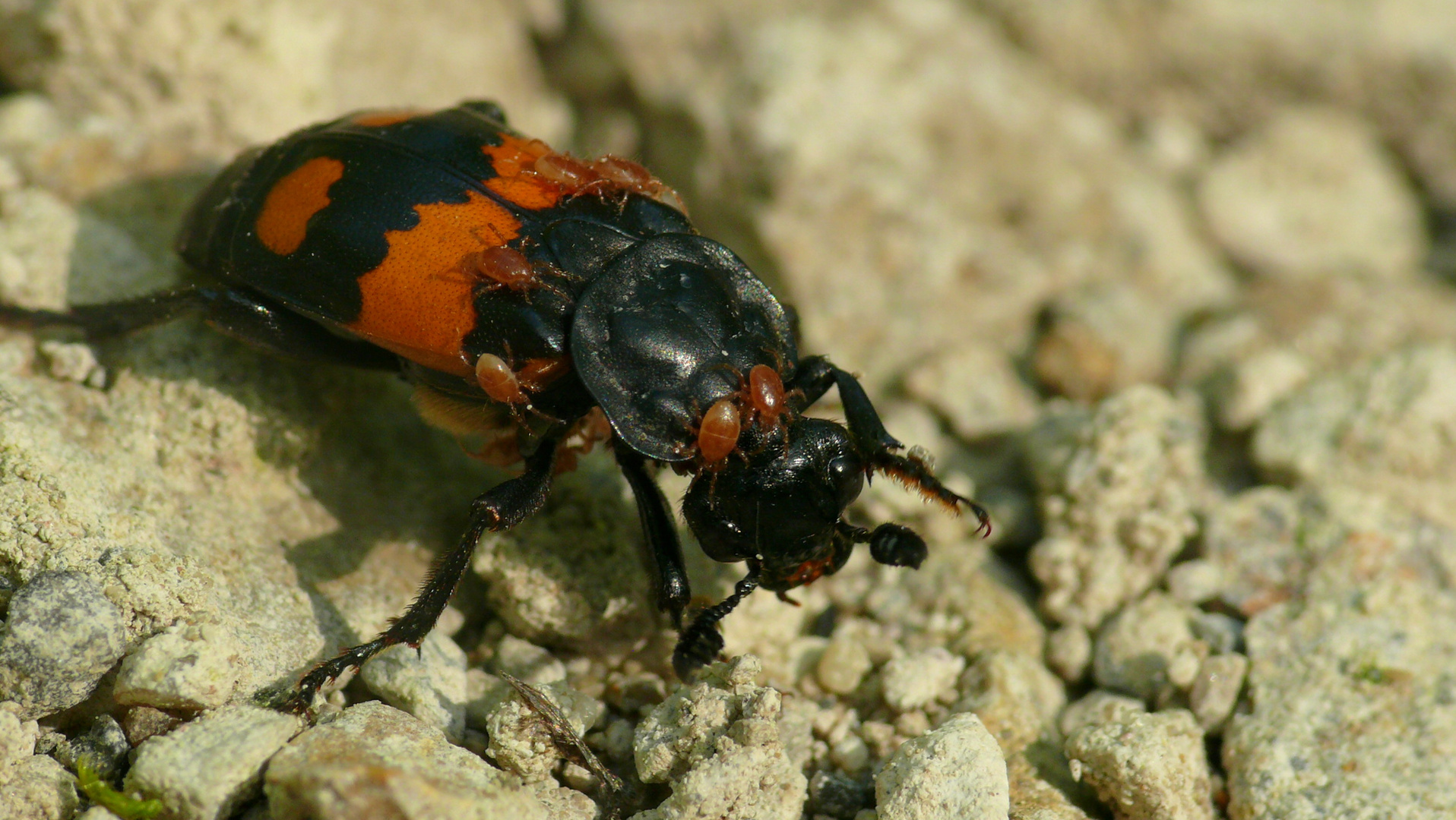 Schwarzhörniger Totengräber (Nicrophorus vespilloides)