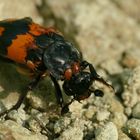 Schwarzhörniger Totengräber (Nicrophorus vespilloides)