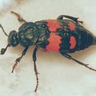 Schwarzhörniger Totengräber (Nicrophorus vespilloides)