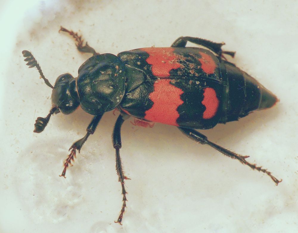 Schwarzhörniger Totengräber (Nicrophorus vespilloides)