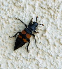 Schwarzhörniger Totengräber (Nicrophorus vespilloides)