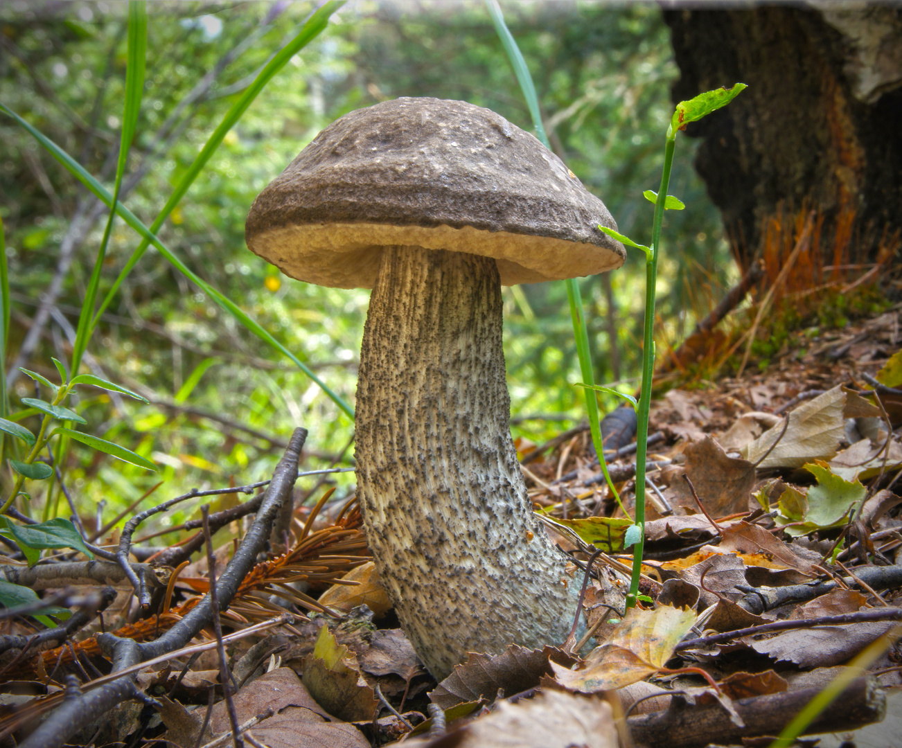 Schwarzhütiger Birkenröhrling, Leccinum melaneum