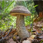 Schwarzhütiger Birkenröhrling, Leccinum melaneum