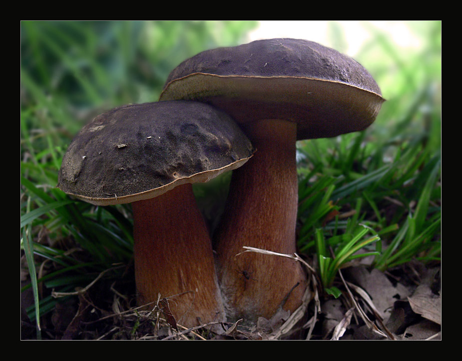 Schwarzhütiger Steinpilz (Boletus aereus)