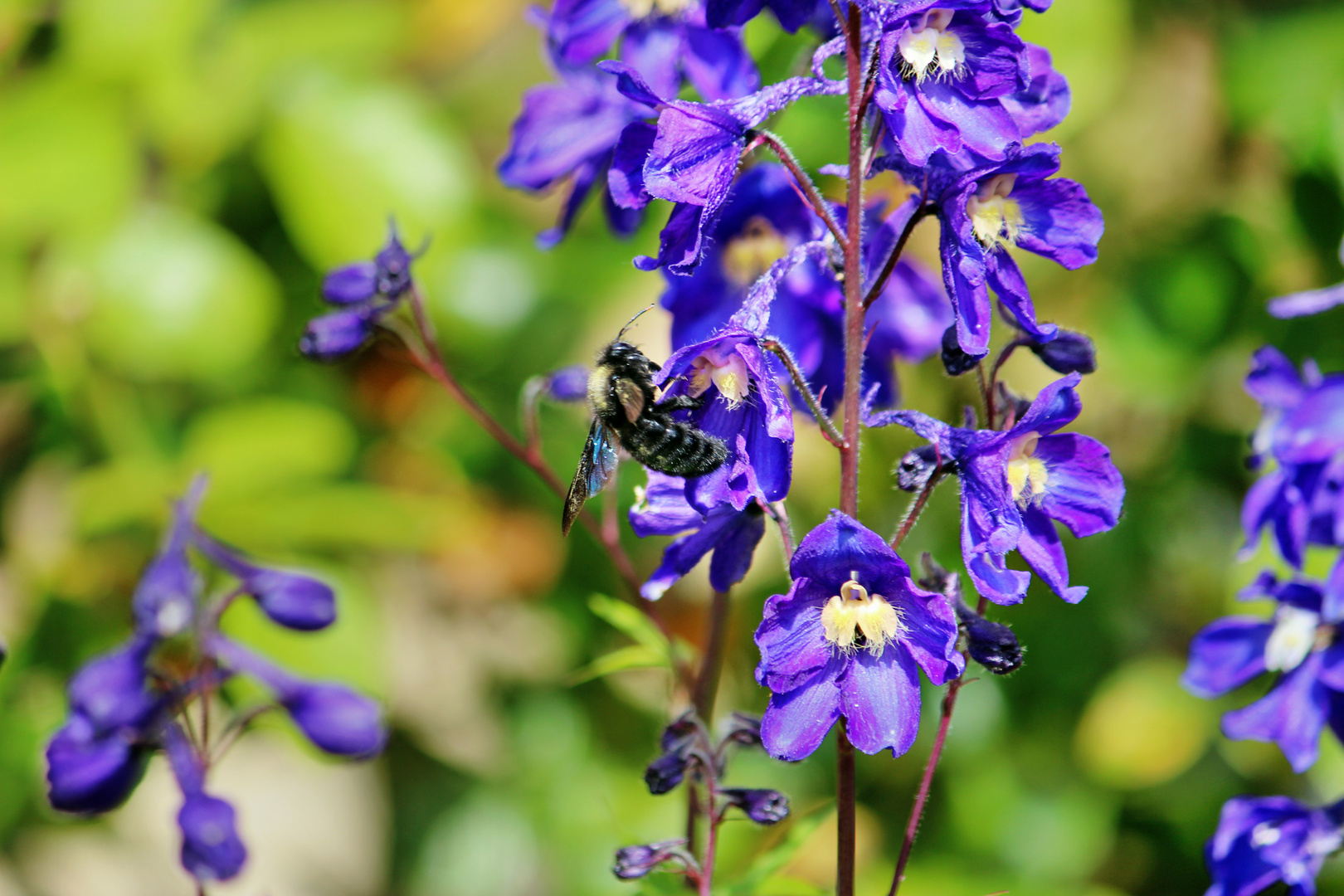 Schwarzhummel am Rittersporn