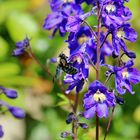 Schwarzhummel am Rittersporn