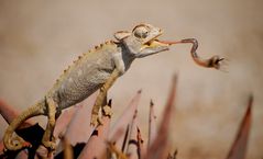 Schwarzkäfer auf dem Weg ins Namaqua-Chamäleon