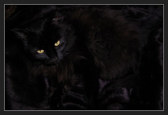 Schwarzkatz 1