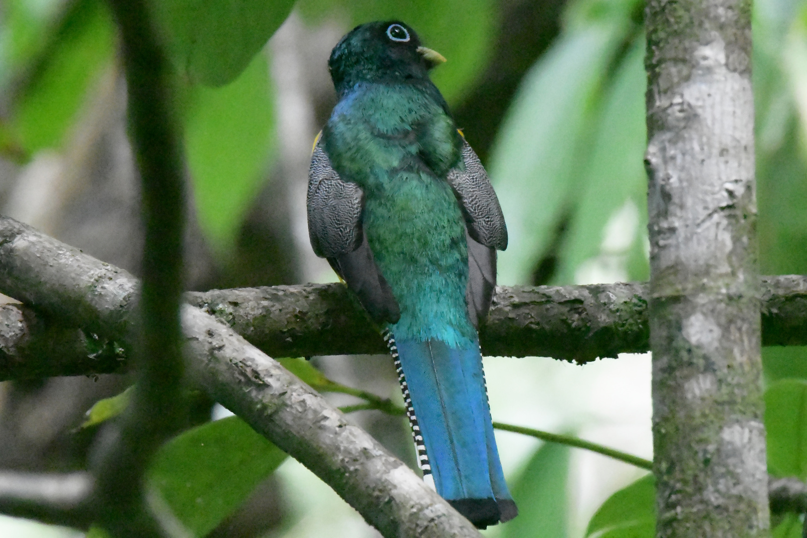 Schwarzkehl Trogon