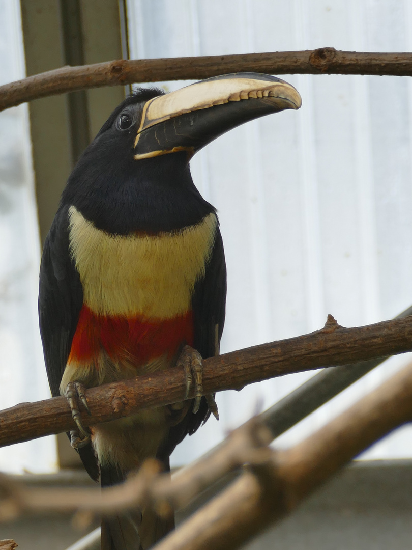 Schwarzkehlarassari im Krefelder Zoo