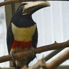 Schwarzkehlarassari im Krefelder Zoo