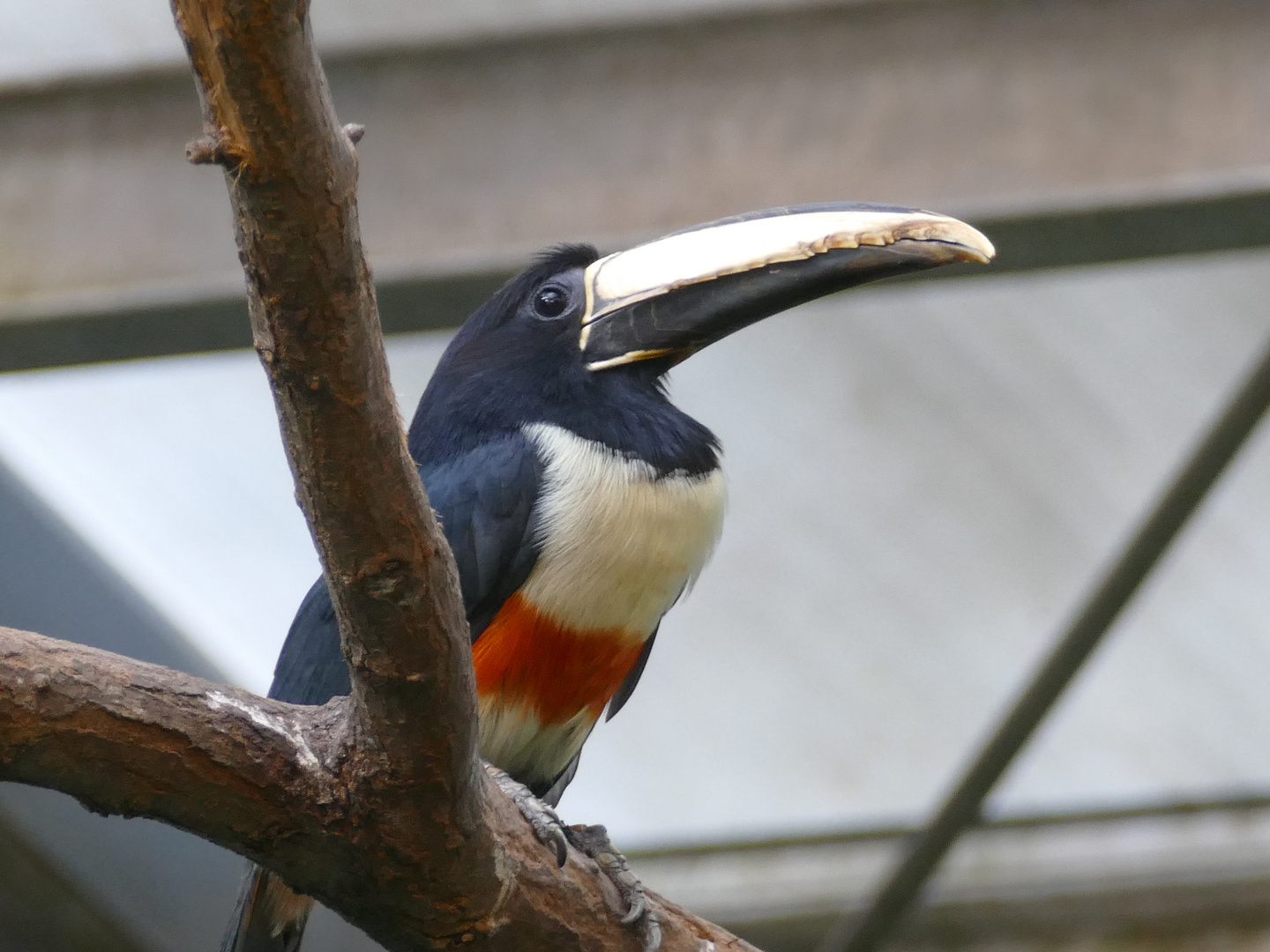 Schwarzkehlarassari im Krefelder Zoo