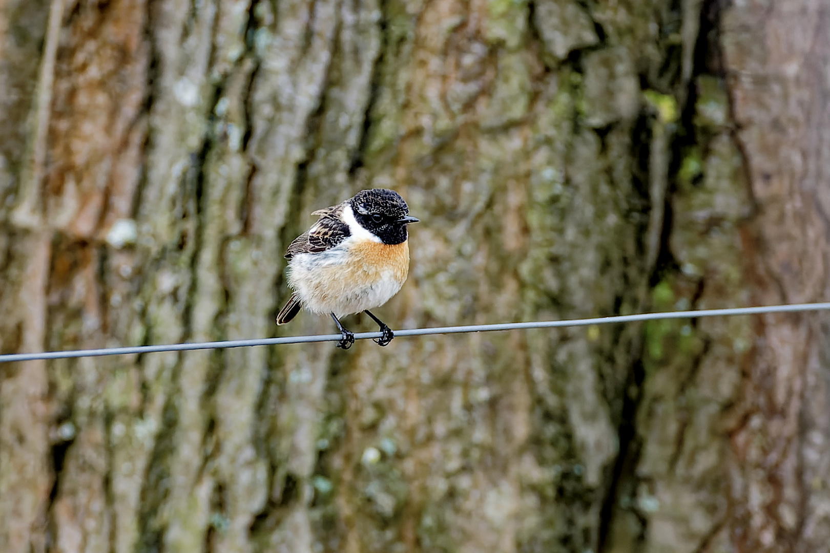 Schwarzkehlchen