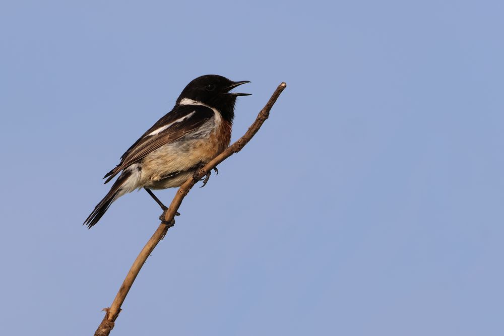 Schwarzkehlchen