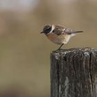 Schwarzkehlchen 2 ( Saxicola rubicola )