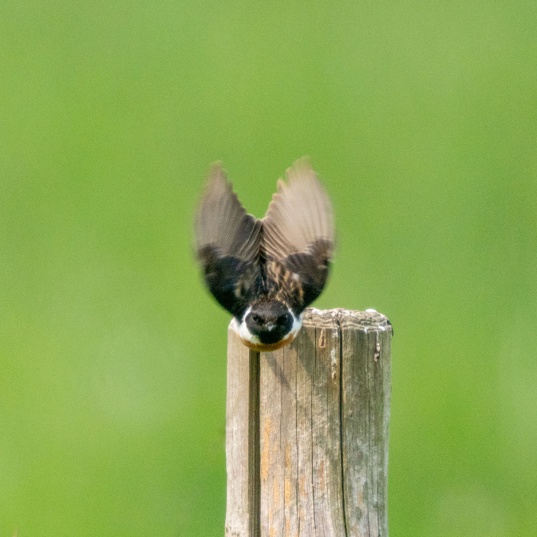 Schwarzkehlchen