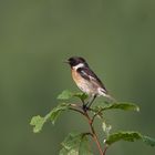 Schwarzkehlchen auf der Lauer nach vorbei fliegenden Insekten