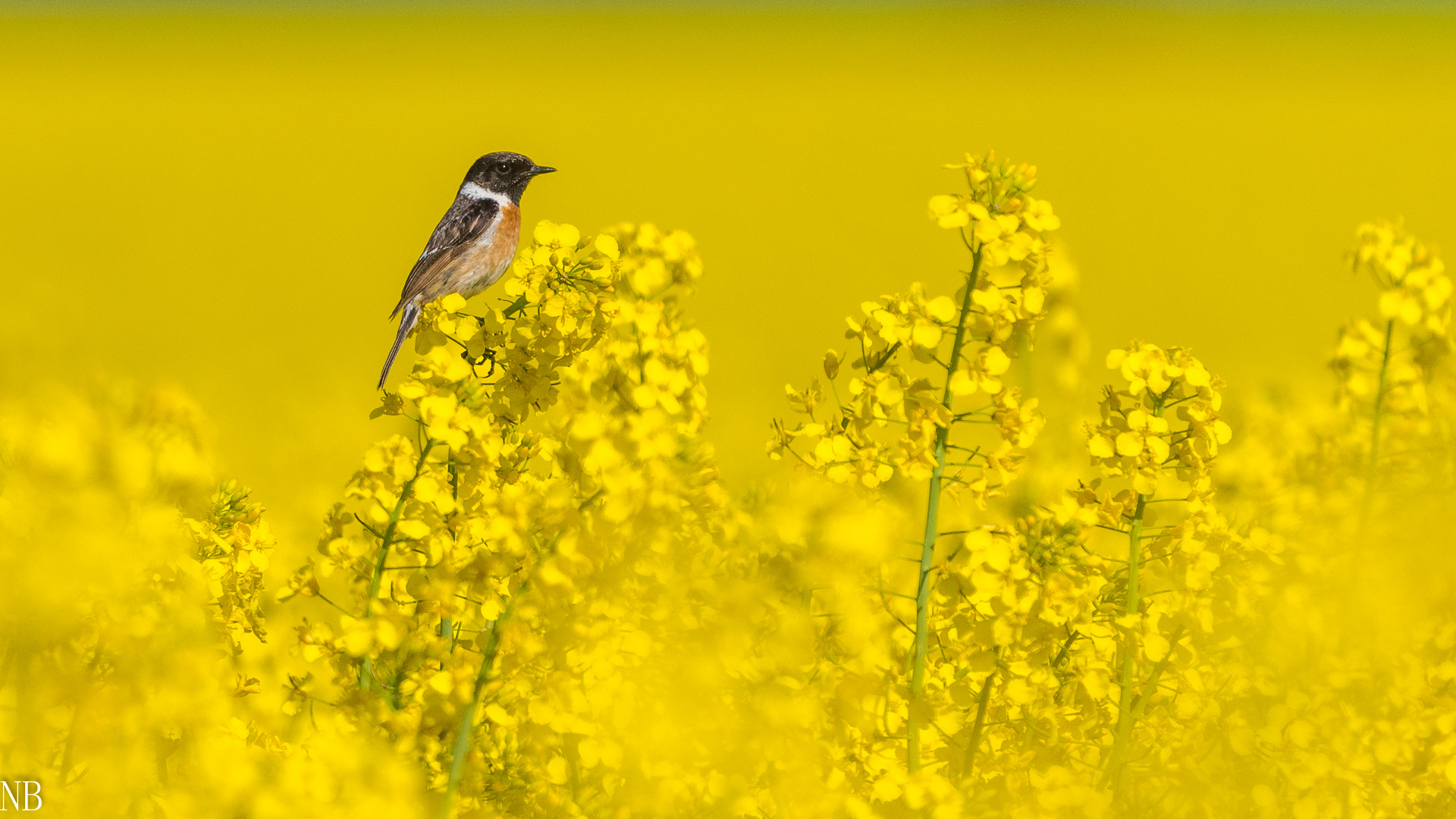 "Schwarzkehlchen auf Rapsblüte 2023"