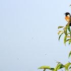 Schwarzkehlchen beim Abendgesang