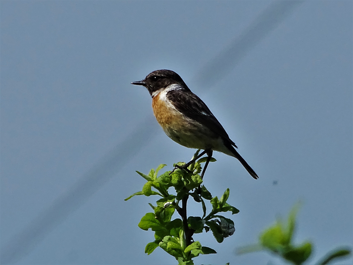 Schwarzkehlchen