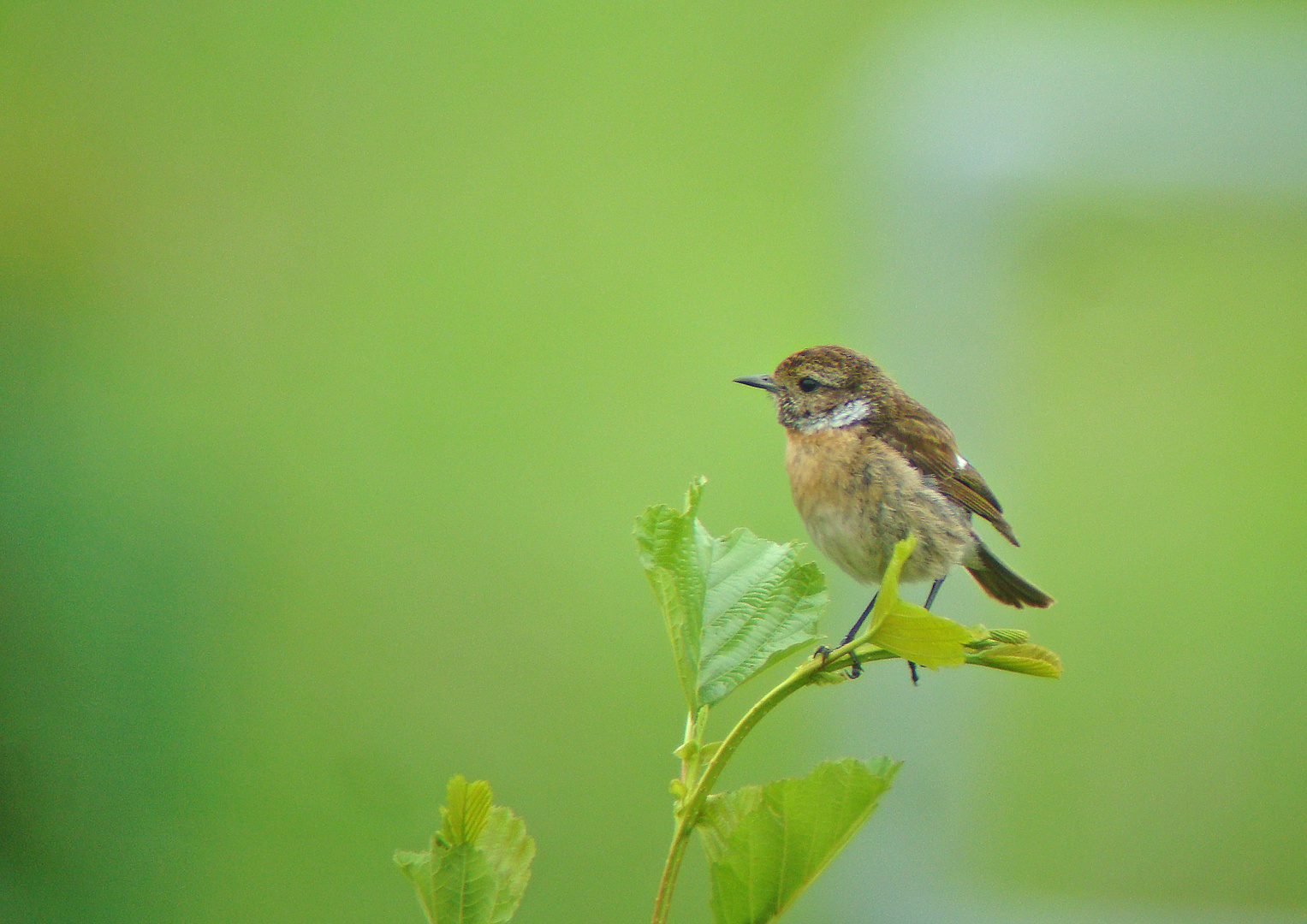 Schwarzkehlchen (Digiscoping)