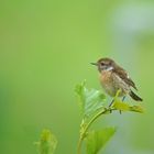 Schwarzkehlchen (Digiscoping)