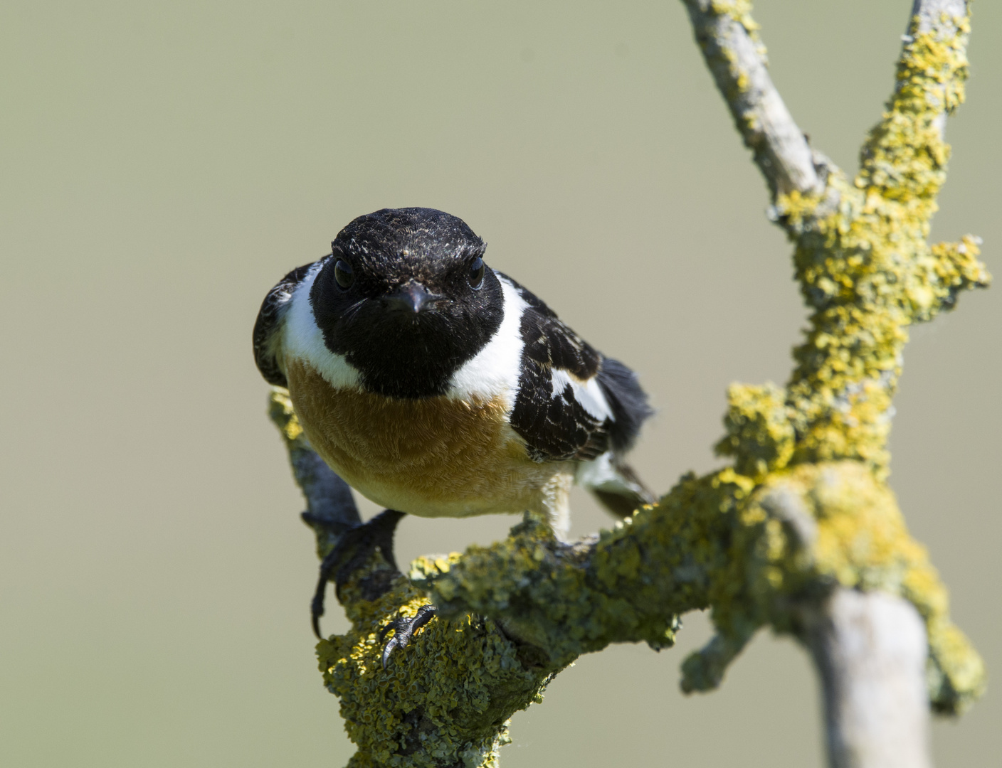 Schwarzkehlchen