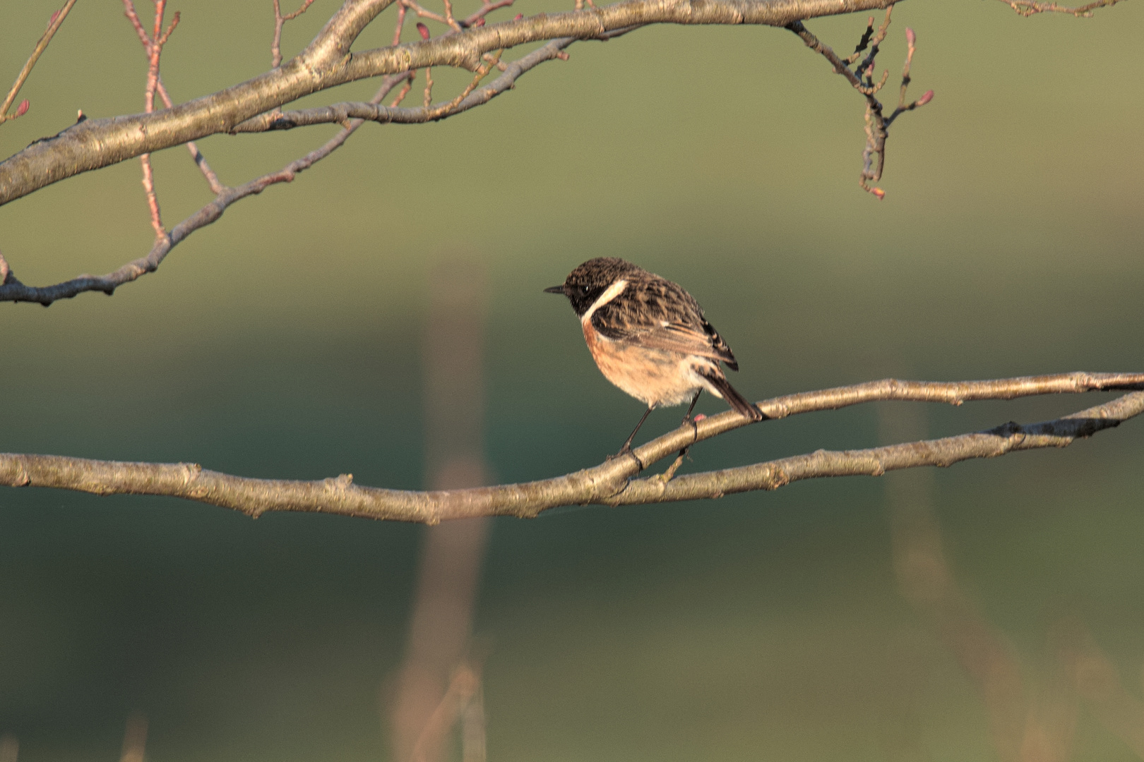 Schwarzkehlchen Hahn