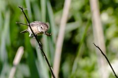 Schwarzkehlchen (Henne) (Saxicola torquata)